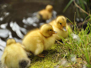 ひなの誕生です!