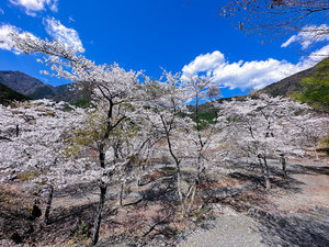 【コンヤの里・桜公園】当館から徒歩約10分・春は桜・秋は紅葉と四季の移ろいを楽しめます。