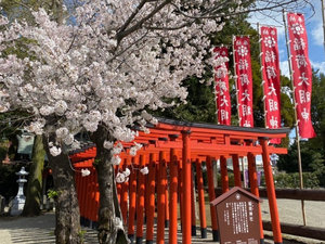 【周辺情報】春の水前寺成趣園 稲荷神社
