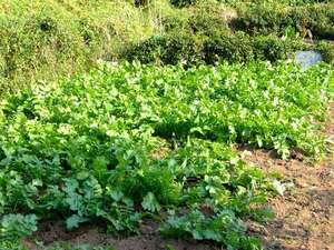 フロマージュ農園、手作り無農薬野菜