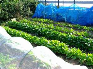 フロマージュ農園、手作り無農薬野菜ホウレンソウ、小松菜