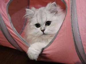 【静岡県:伊豆高原】プチホテルフロマージュ