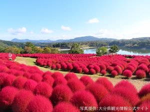 【るるパーク】夏〜秋は、まんまるで可愛いコキアが咲き誇る・・・当館から車で20分