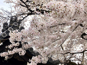 京都をおもいっきり楽しみたい!というあなたにおススメ!