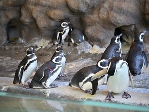 【当館から電車で約10分】ペンギン、イルカやアシカのショーが人気、家族連れにおすすめ「しながわ水族館」