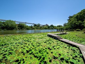 【当館から徒歩で8分】自然豊かな広大な公園で、池や菖蒲園、ボートを楽しめる「千葉公園」
