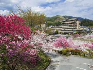 【春】昼神温泉郷の花桃の見頃は、4月中旬頃です。