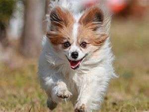 �����h�b�N���]�[�g�@�k��1���ɂ���s���ő勉�̌���p�v�[���������C�̂���{��