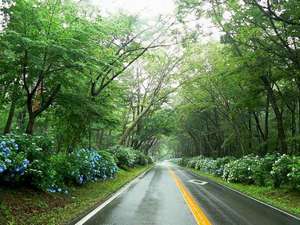 �ō��̋G�߁I�ߐ{�X���͗΂̃g���l�����N�₩�Ɍ����܂��I