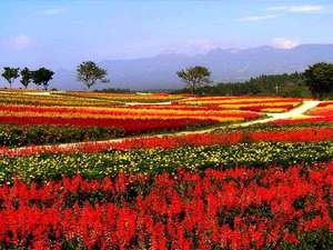 �X���ɍ炭�P�C�g�E�ƃ����h�E�������ł���