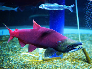 【千歳水族館】サケをはじめとする北海道の淡水魚や、世界各地の淡水生物が展示されている水族館です。