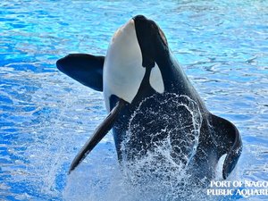 ◇名古屋港水族館◇ 写真提供:(公財)名古屋観光コンベンションビューロー