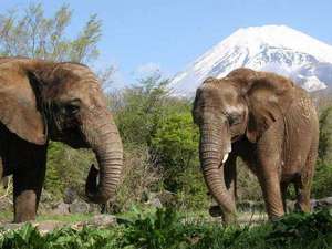 �x�m�T�t�@���p�[�N�Ԃ�30���Ăɂ̓i�C�g�T�t�@����