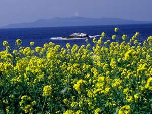 菜の花畑と伊豆大島