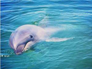 �C���J�ɉ��T���Z�b�g�r�[�`�܂ŁA�k���Q�C�R���I