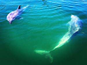 �T���Z�b�g�r�[�`�ɂăC���J�ƐG�ꍇ���܂��B�i�ċG����j