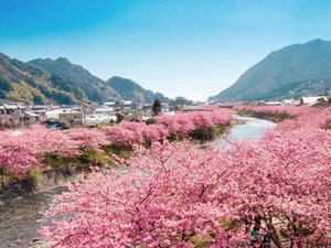 河津桜まつり(例年2月上旬〜3月上旬)※当館から車で約40分