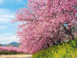 河津桜まつり(例年2月上旬〜3月上旬)※当館から車で約40分