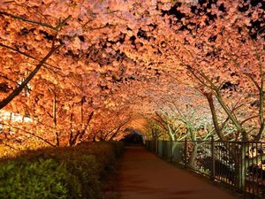 河津桜まつり(例年2月上旬〜3月上旬)※当館から車で約40分