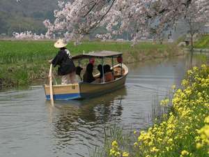 桜の季節の水郷は、また格別なるものです。
