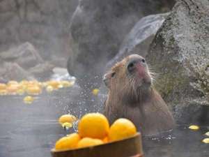 【伊豆シャボテン動物公園】カピバラさんの露天風呂!いい湯だなぁ〜