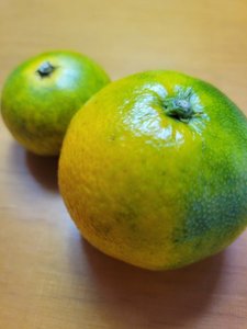 10月1日より近隣のミカン園で温州みかん狩りが始まります!海風を浴びて甘く育った美味しいみかんです♪
