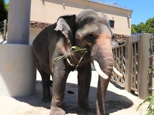 「福岡市動植物園」はホテルすぐそば