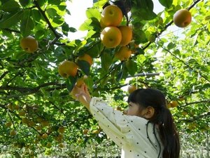 夏休み限定!梨狩りプラン