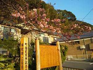 河津桜の原木