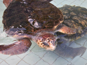 下田海中水族館のアカウミガメ