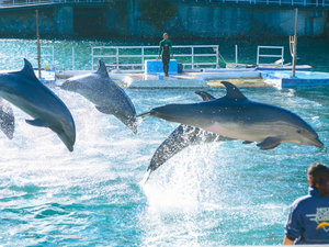 下田海中水族館のイルカショー