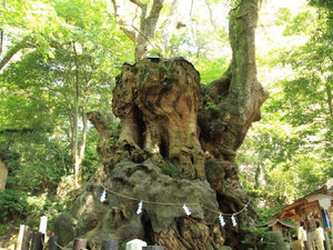 ���{�_��