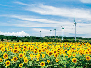 �S�R�z�����̍���