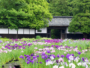 加茂花菖蒲園