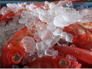 日本一の水揚げ量を誇る金目鯛(イメージ)
