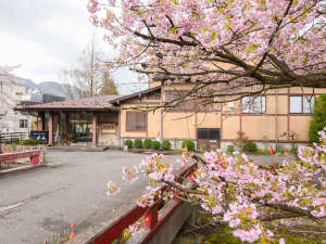*春は桜が皆様をお出迎え致します。