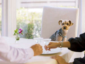 �y�Ȗ،�:�ߐ{�E���zDOG SPA RESORT �A���g�s�A�[�m