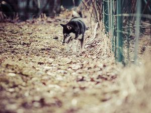 #�H�̏��������U���B���t�ő����̓t�J�t�J��