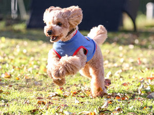 #�H�̋�C���S�n�悢�A����ȓ��͓ߐ{�Ŏ��R�𖞋i