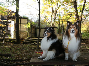 #�ߐ{�̍g�t��10�����{���炪�����􈤌��ƈꏏ�ɂǂ����I