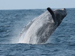 【沖縄の冬の風物詩】ホエールウォッチング クジラ