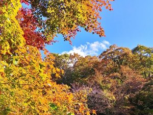 【鬼の舌震:秋】斐伊川の支流大馬木川の急流が長年にわたり岩を削ってつくりだした大渓谷の秋。