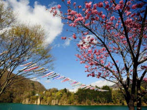 【赤谷湖】新緑・花・湖・こいのぼりの競演が見られる5月
