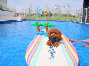 Dog pool villagexÊC݂̎ʐ^