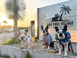 Dog pool villagexÊC݂̎{ݎʐ^1