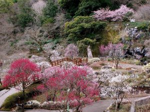 【熱海梅園】1月中旬から3月上旬開催の梅まつり※当館よりお車で約15分