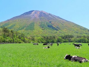 大山まきばみるくの里では牛の放牧が行われることもあり、のどかな自然を感じられます。