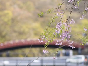 【周辺観光】日光は桜の名所も多く、春はお花見が楽しめます。