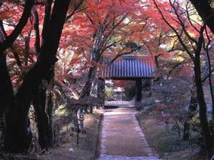 秋月城址「黒門」の紅葉