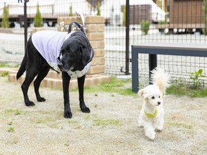 滞在中は〈那須ハミルの森〉のドッグランが利用可能!